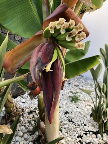 A banana plant with a large purple-red flower and unripe green bananas growing from it. The plant is surrounded by broad green leaves and set against a background of white pebbles and a stone wall.
