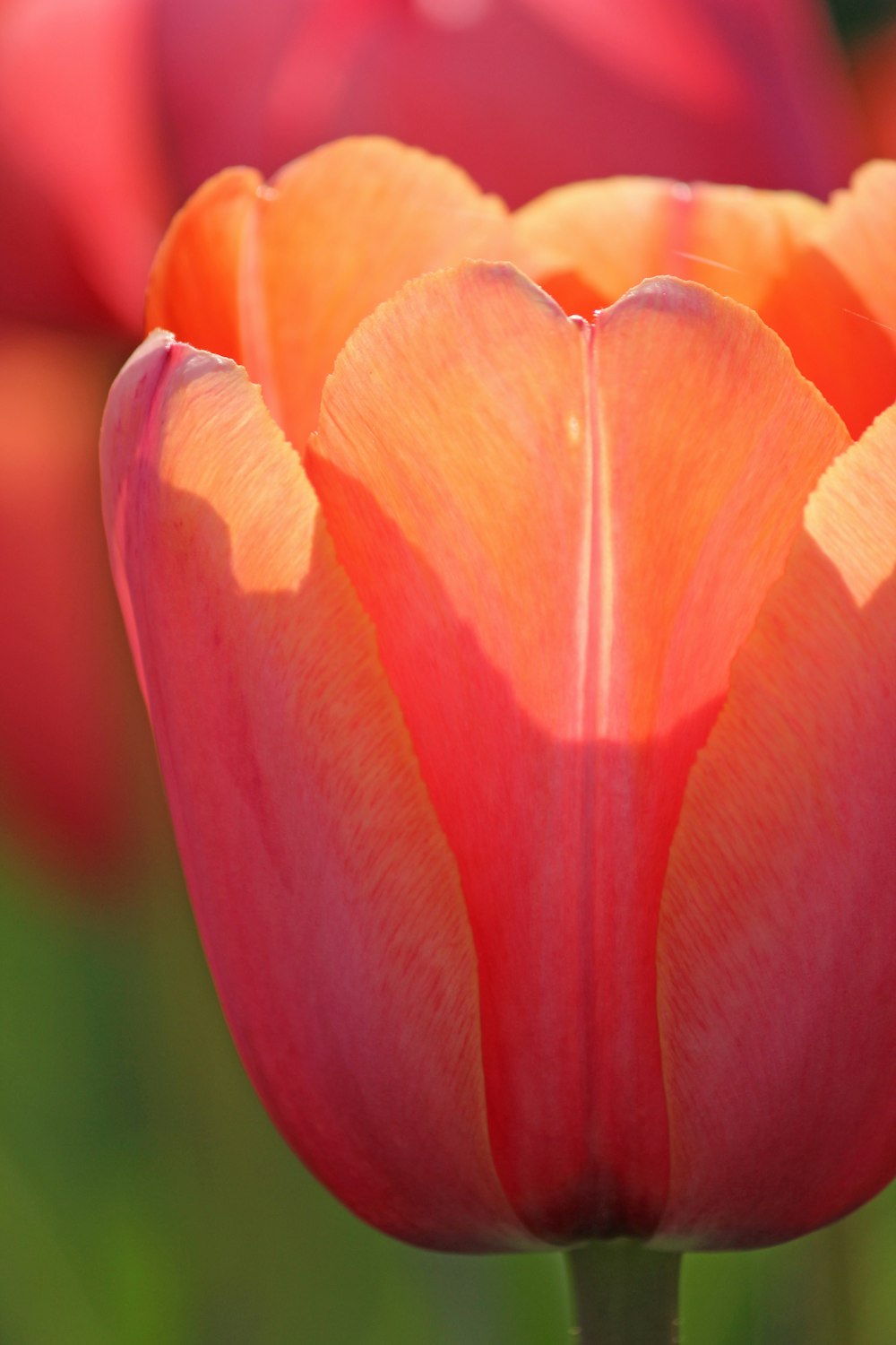 pink tulip in bloom close up photo