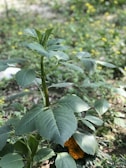 A healthy plant with broad green leaves grows amidst a natural setting filled with greenery. A bright orange marigold flower is partially visible beneath the leaves, adding a pop of color to the scene.