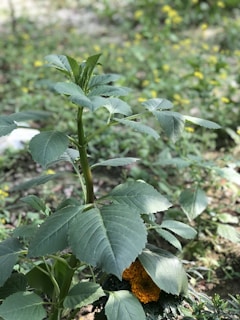 A healthy plant with broad green leaves grows amidst a natural setting filled with greenery. A bright orange marigold flower is partially visible beneath the leaves, adding a pop of color to the scene.