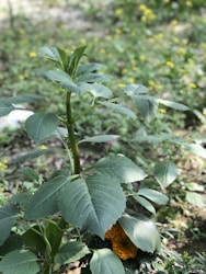 Creating a Botanical Health Website: Embracing Natural Sophistication