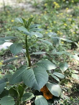 A healthy plant with broad green leaves grows amidst a natural setting filled with greenery. A bright orange marigold flower is partially visible beneath the leaves, adding a pop of color to the scene.