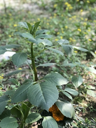 Creating a Botanical Health Website: Embracing Natural Sophistication