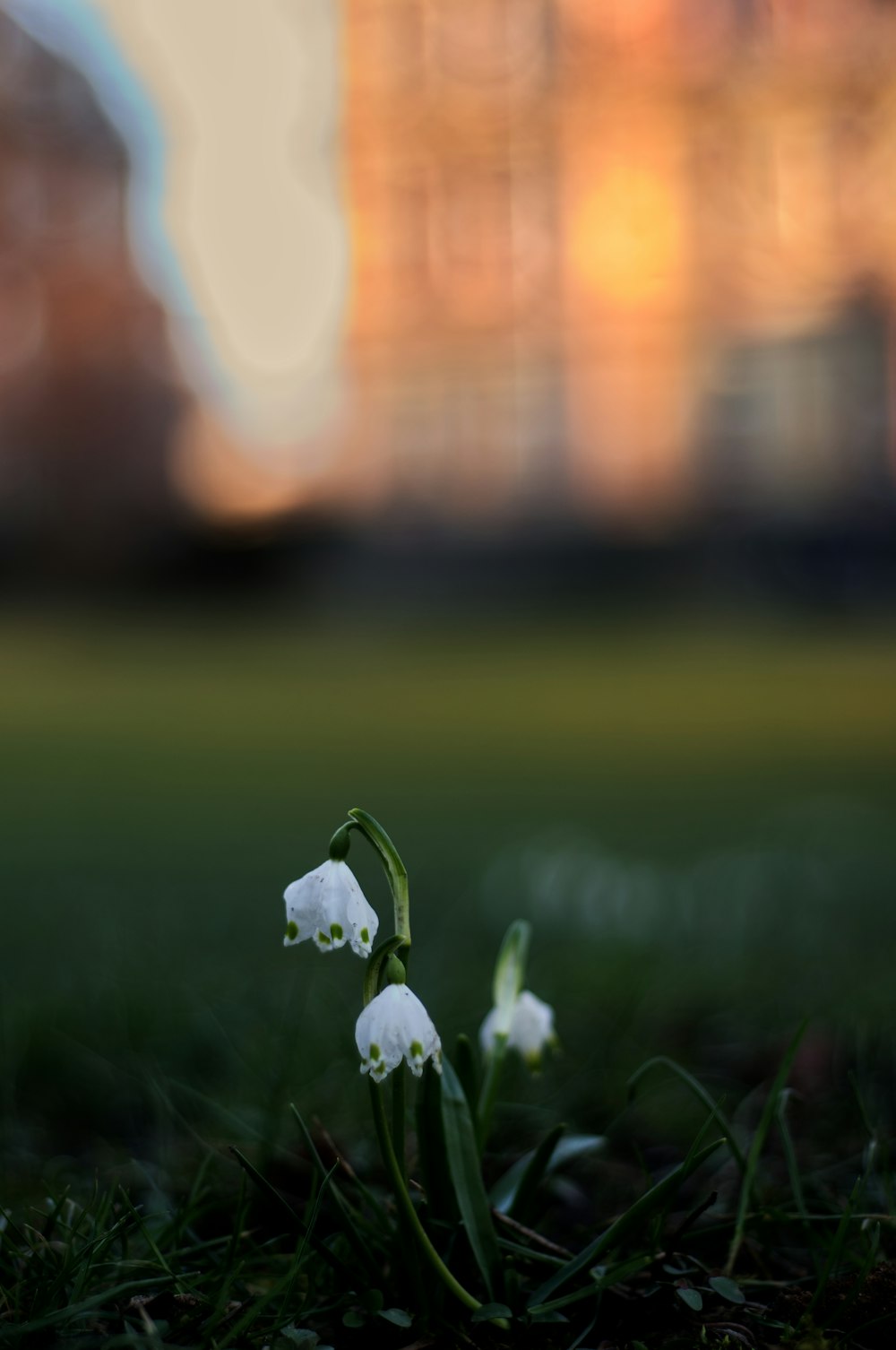 white flowers on green grass field during daytime