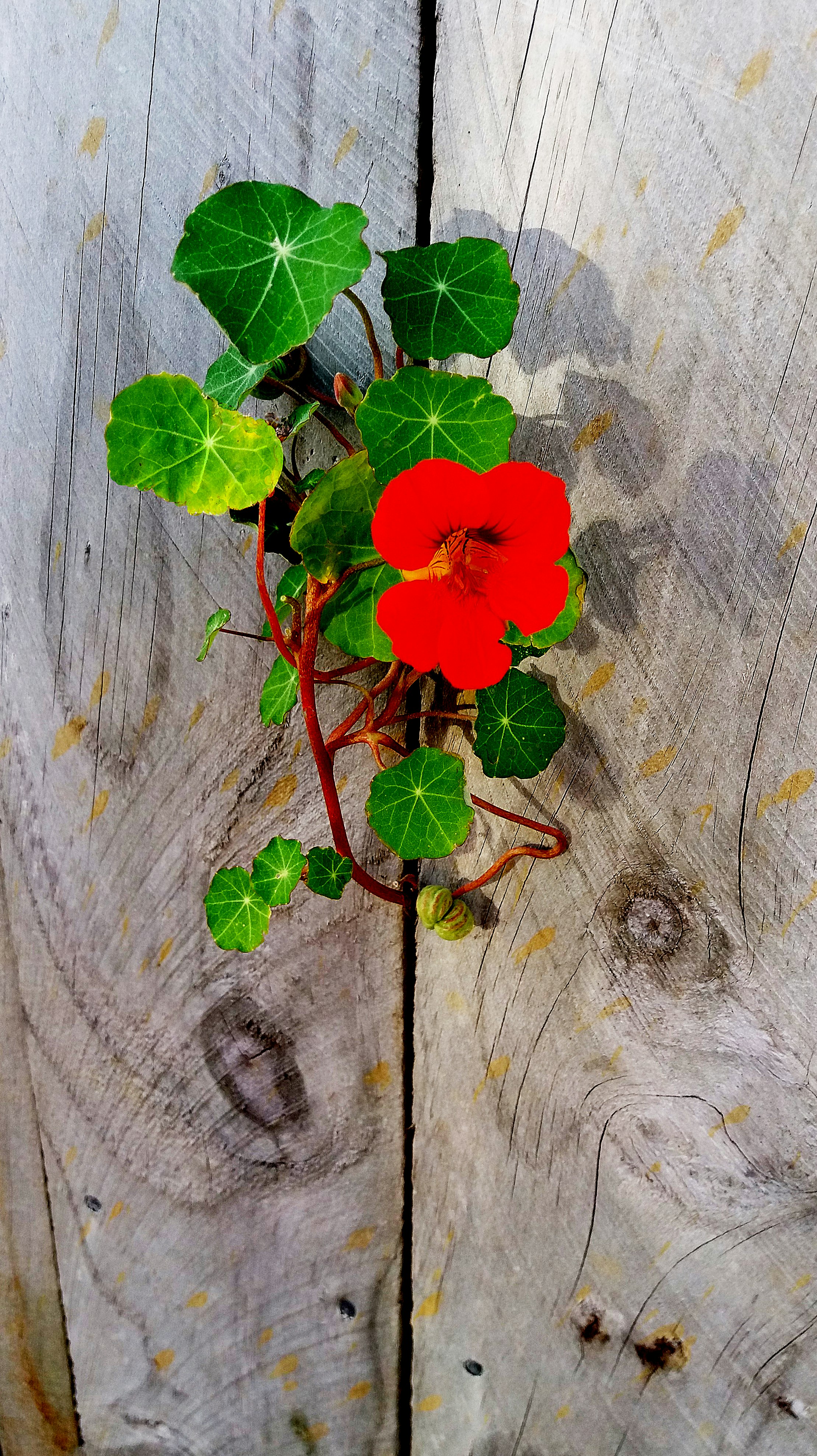red flower on gray wooden surface