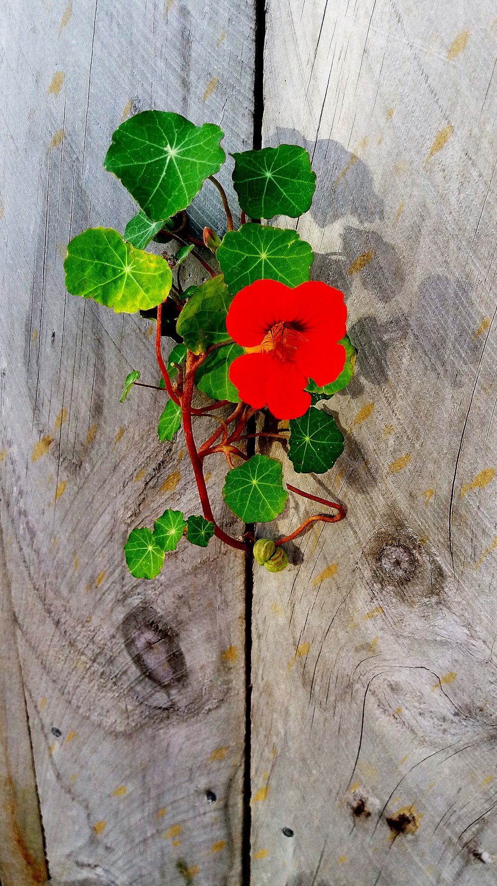 red flower on gray wooden surface