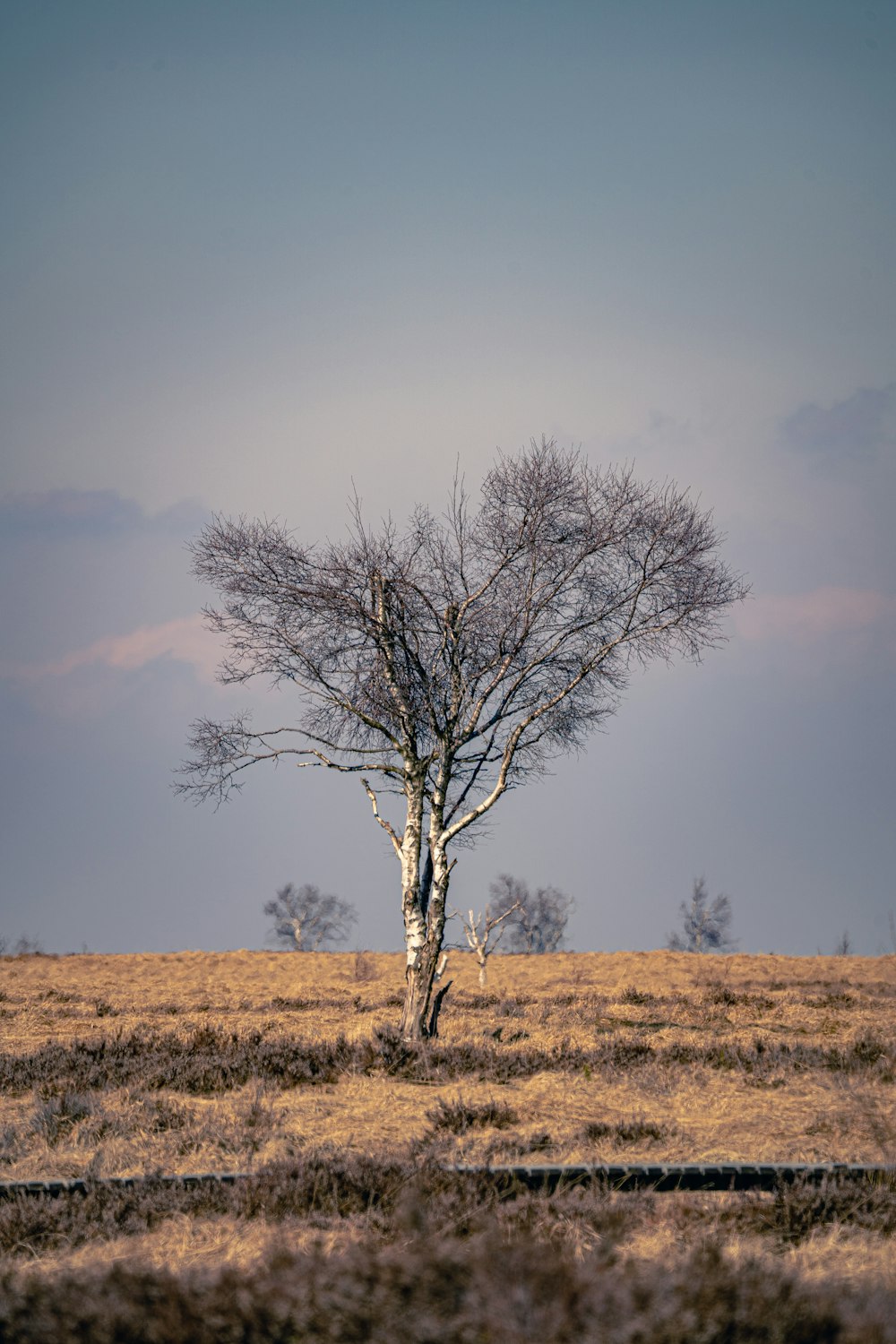 leafless tree on brown grass field