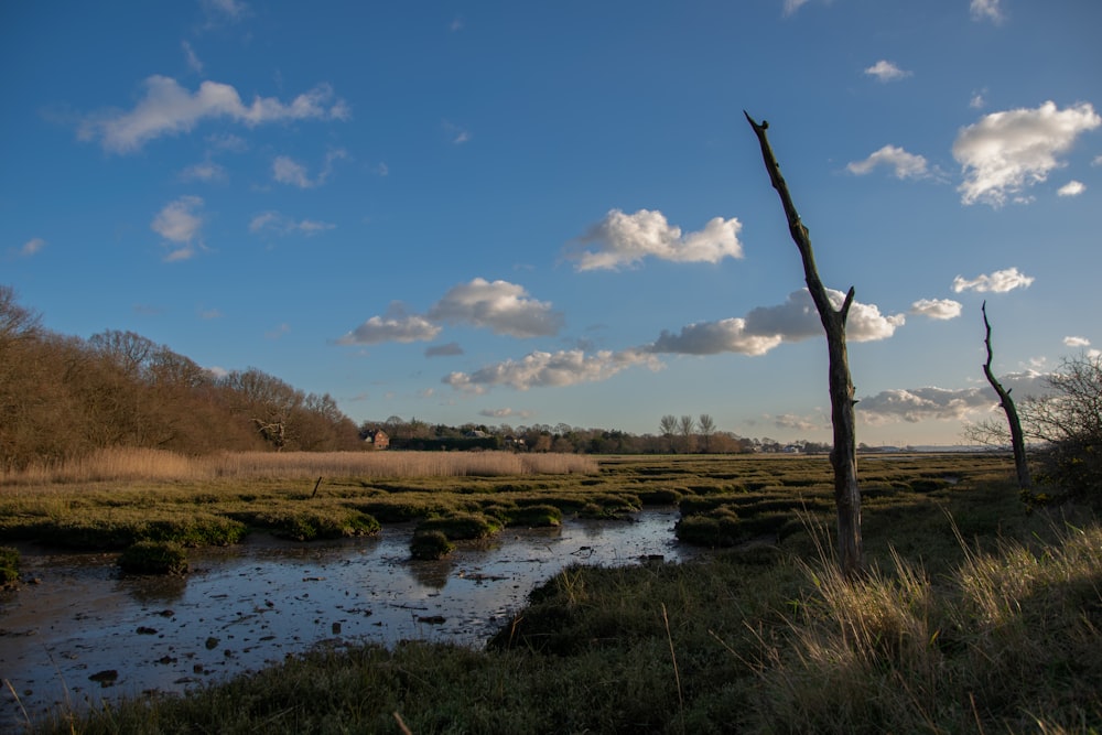 bare trees beside river under blue sky during daytime