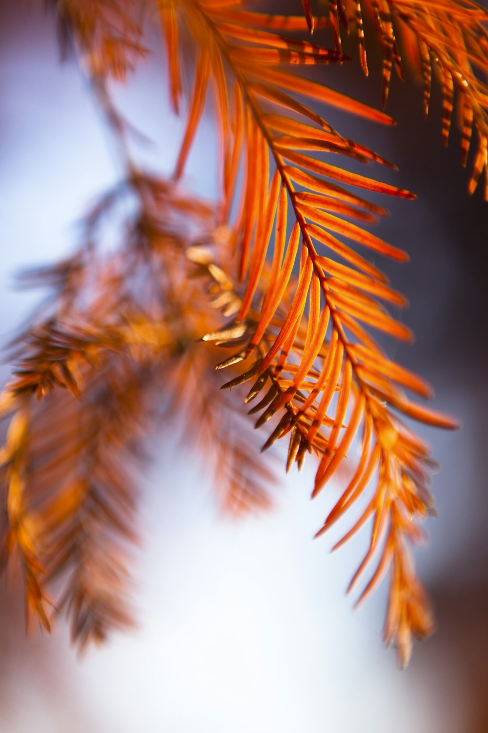 brown leaf in close up photography