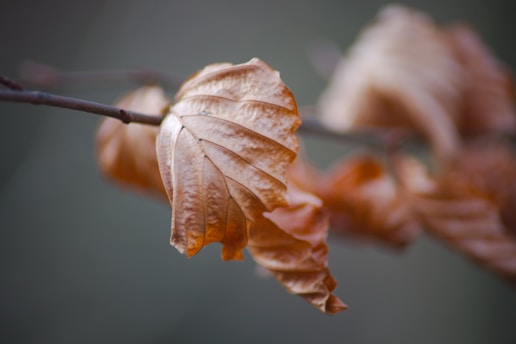 A close-up photograph of dried, curled autumn leaves attached to a thin branch, with a blurred background providing a sense of depth.