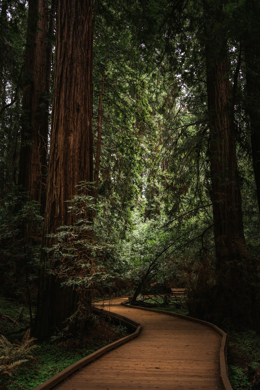 green trees on brown soil during daytime