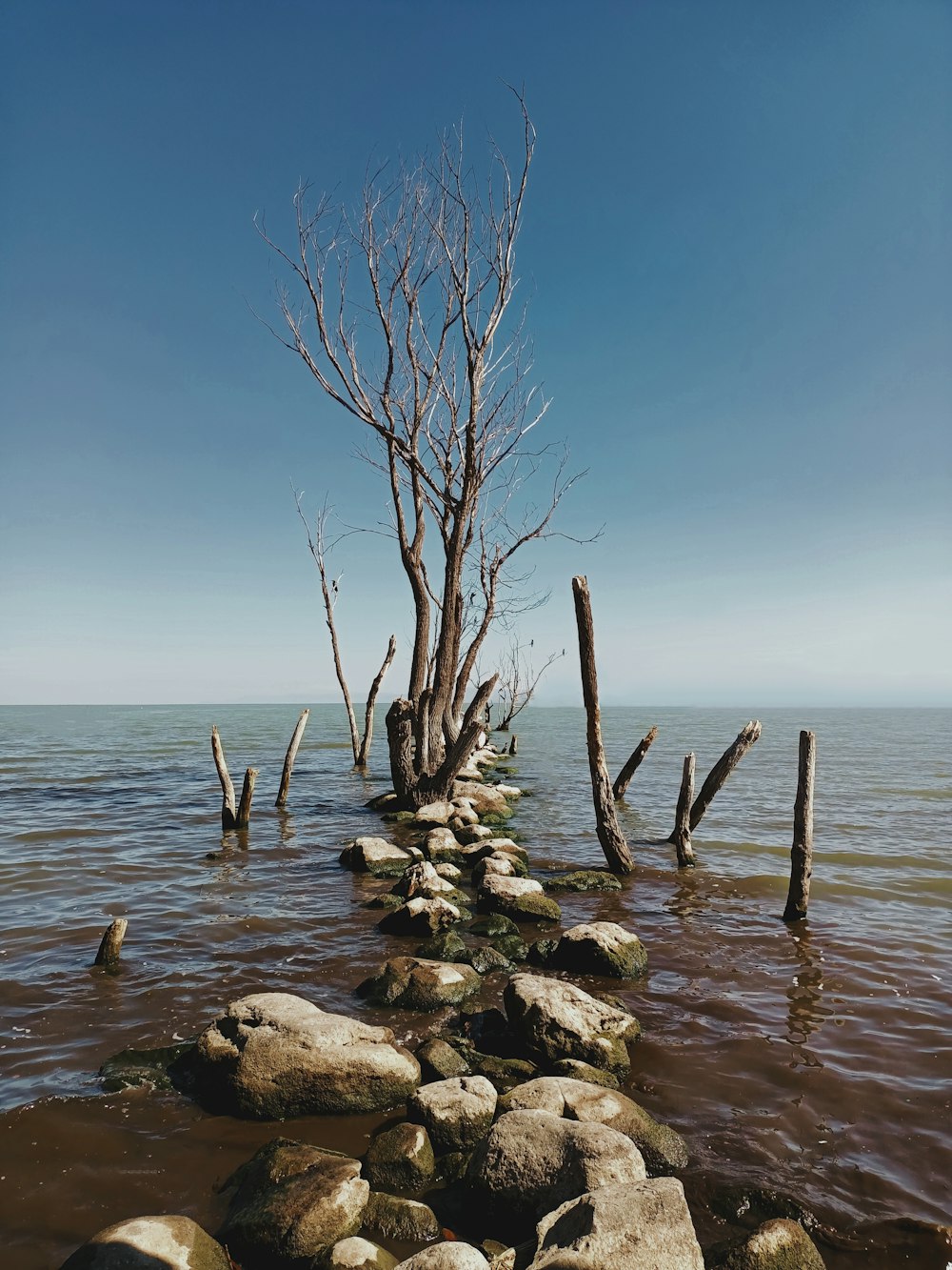 brown bare tree on gray rock near body of water during daytime