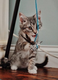 brown tabby cat on white coated wire