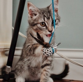 brown tabby cat on white coated wire