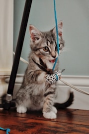 brown tabby cat on white coated wire