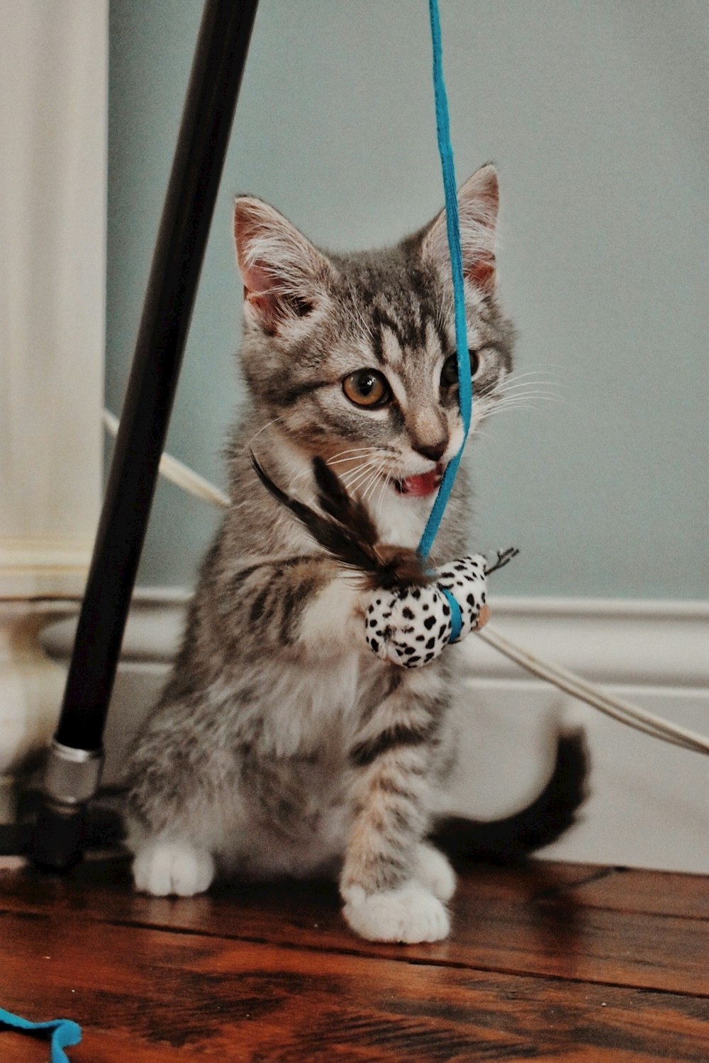 brown tabby cat on white coated wire