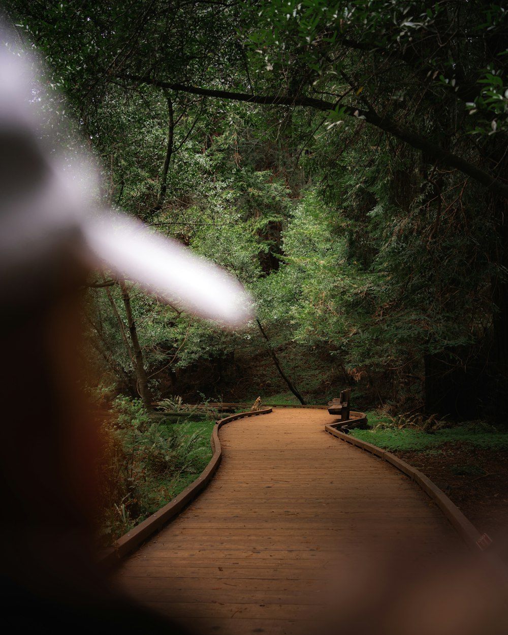 brown wooden pathway between green trees during daytime