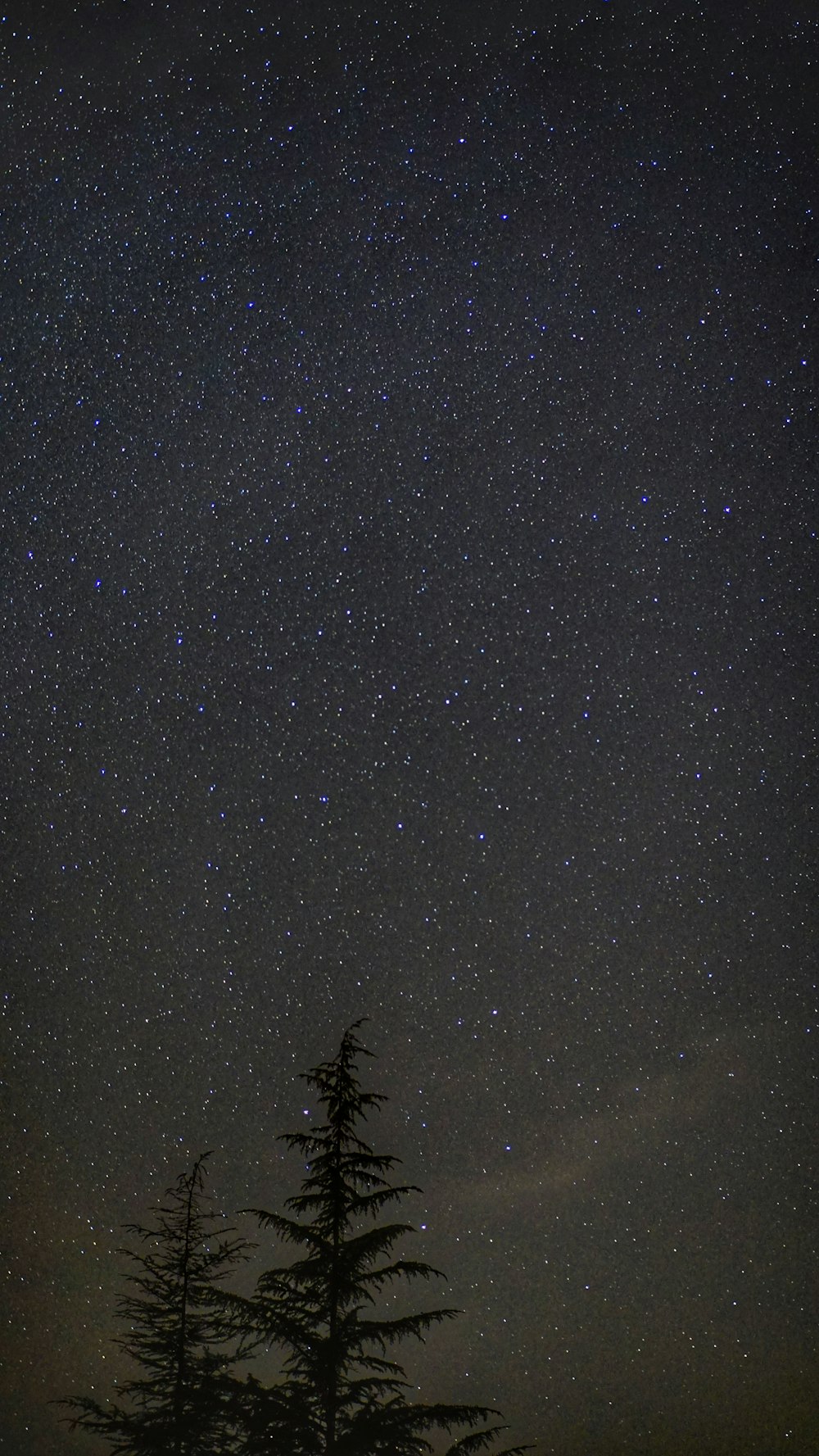 silhouette di albero sotto notte stellata