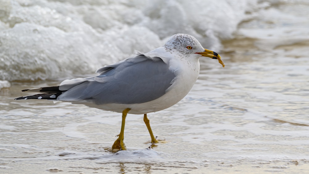 white and gray bird on white snow during daytime