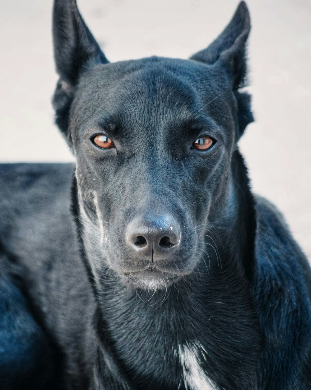 青い目を持つ黒い短いコートの犬