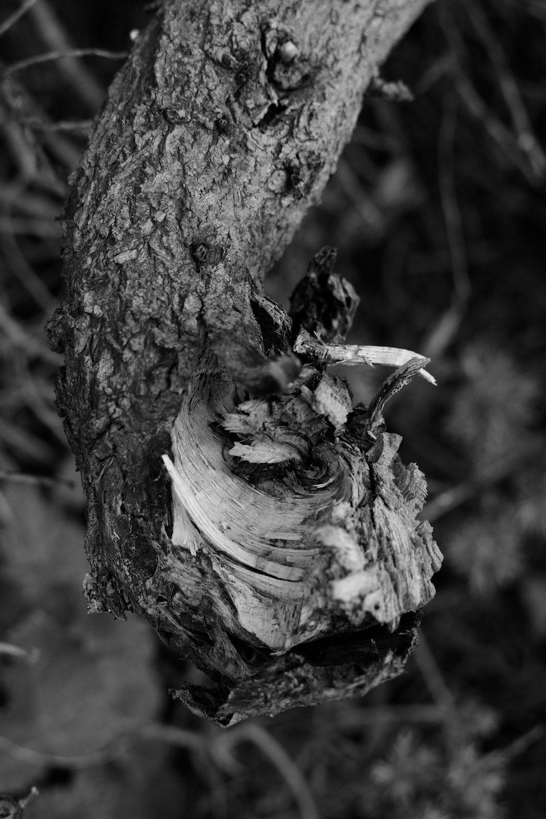 grayscale photo of bird on tree trunk