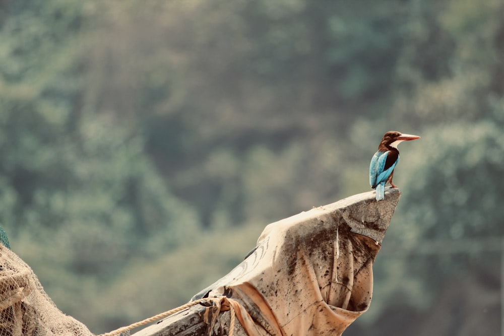 Blauer Vogel auf braunem Felsen