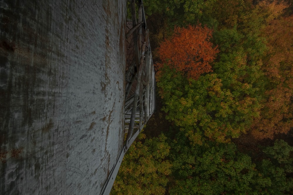 green and yellow trees beside gray concrete wall