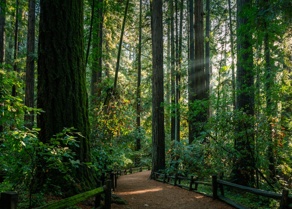 brown wooden bench in forest during daytime