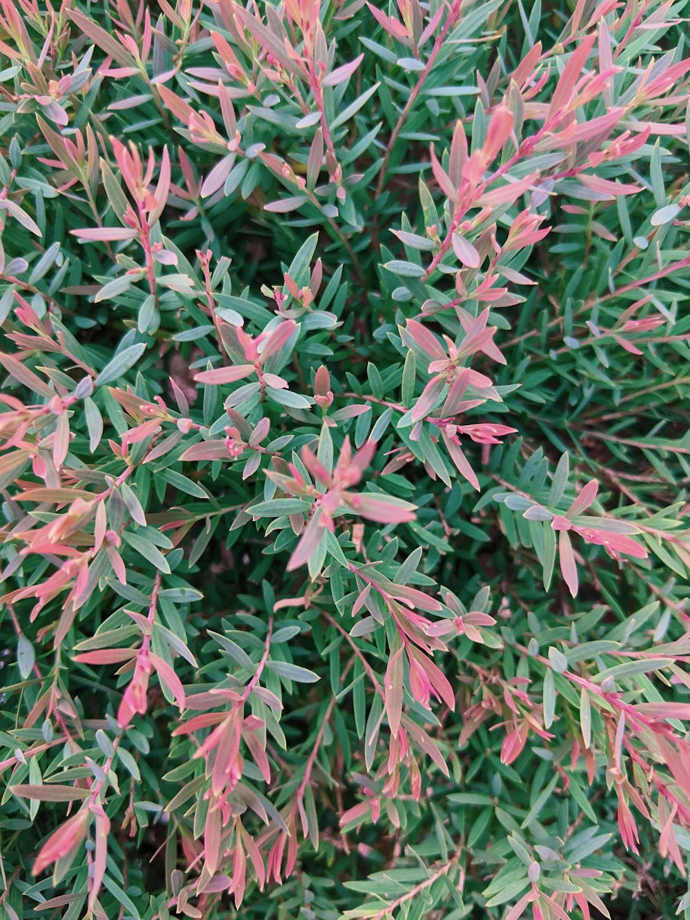pink and green plant leaves
