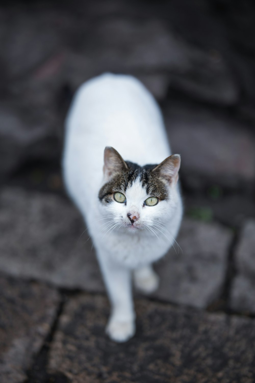 white and black cat on brown rock