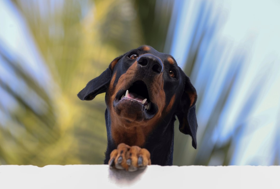 Unleashing the Power and Loyalty of Doberman Pinschers