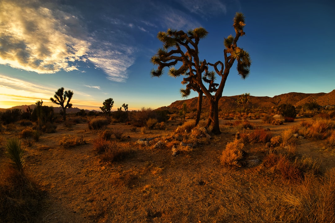 7 Rewarding Joshua Tree Hikes for