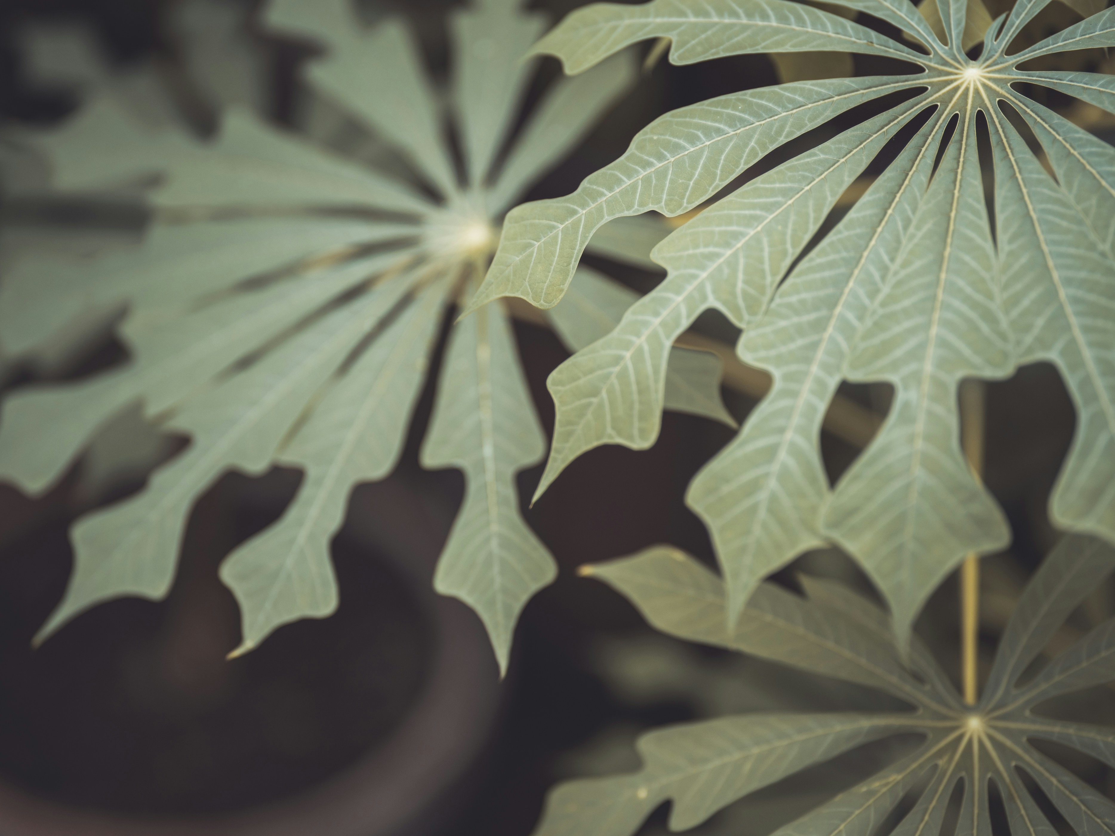 green leaf plant in close up photography remarkable teams background