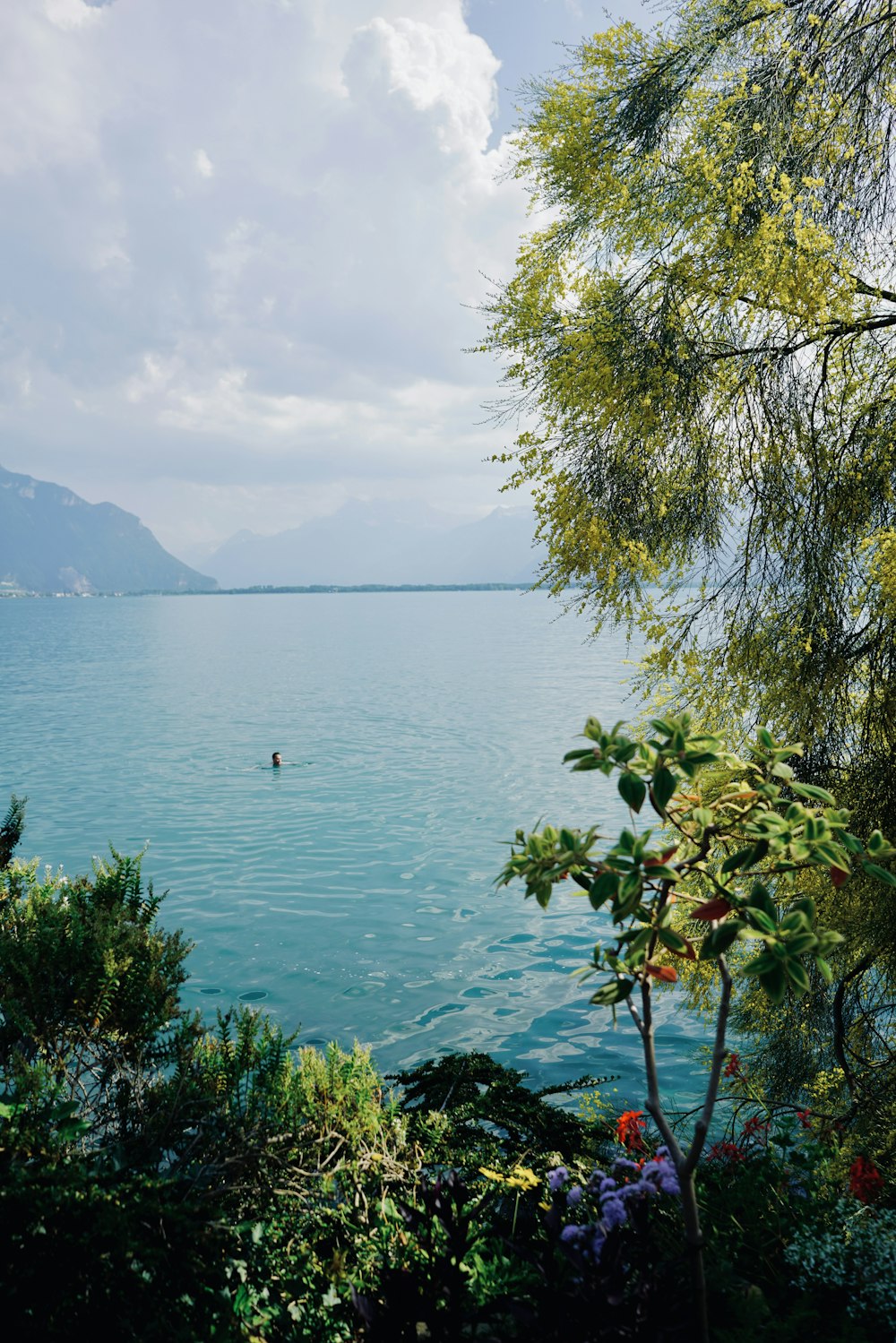 green tree near body of water during daytime