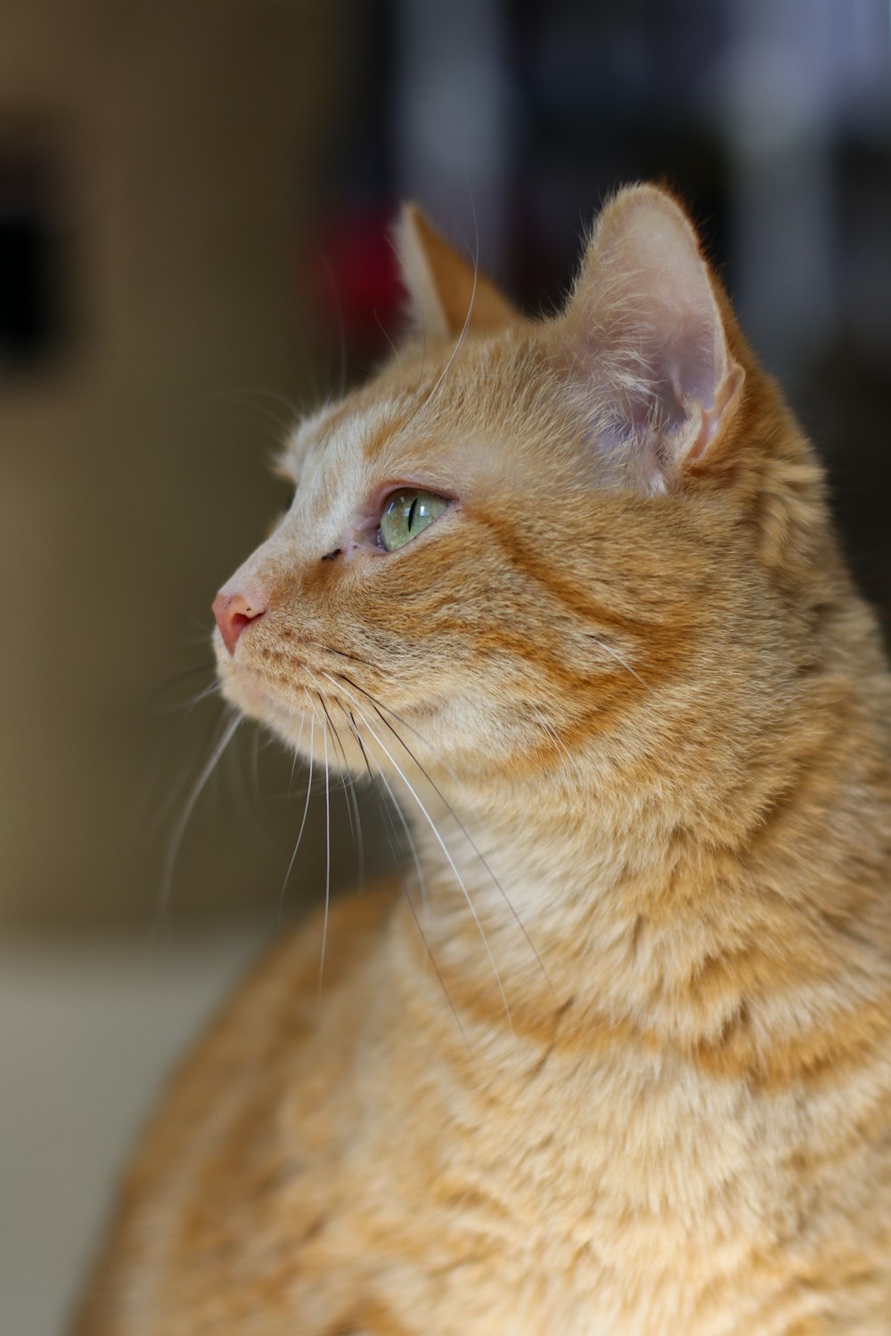 orange tabby cat in close up photography