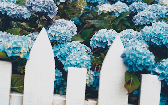 White pickets in front of blue hydrangeas