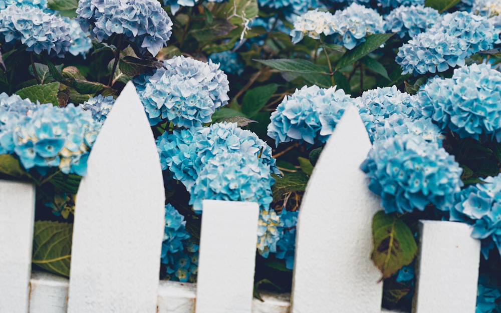 white flowers on white wooden fence