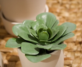 A close-up of a stylish plant pot with a succulent, highlighting its breathable material and elegant design.