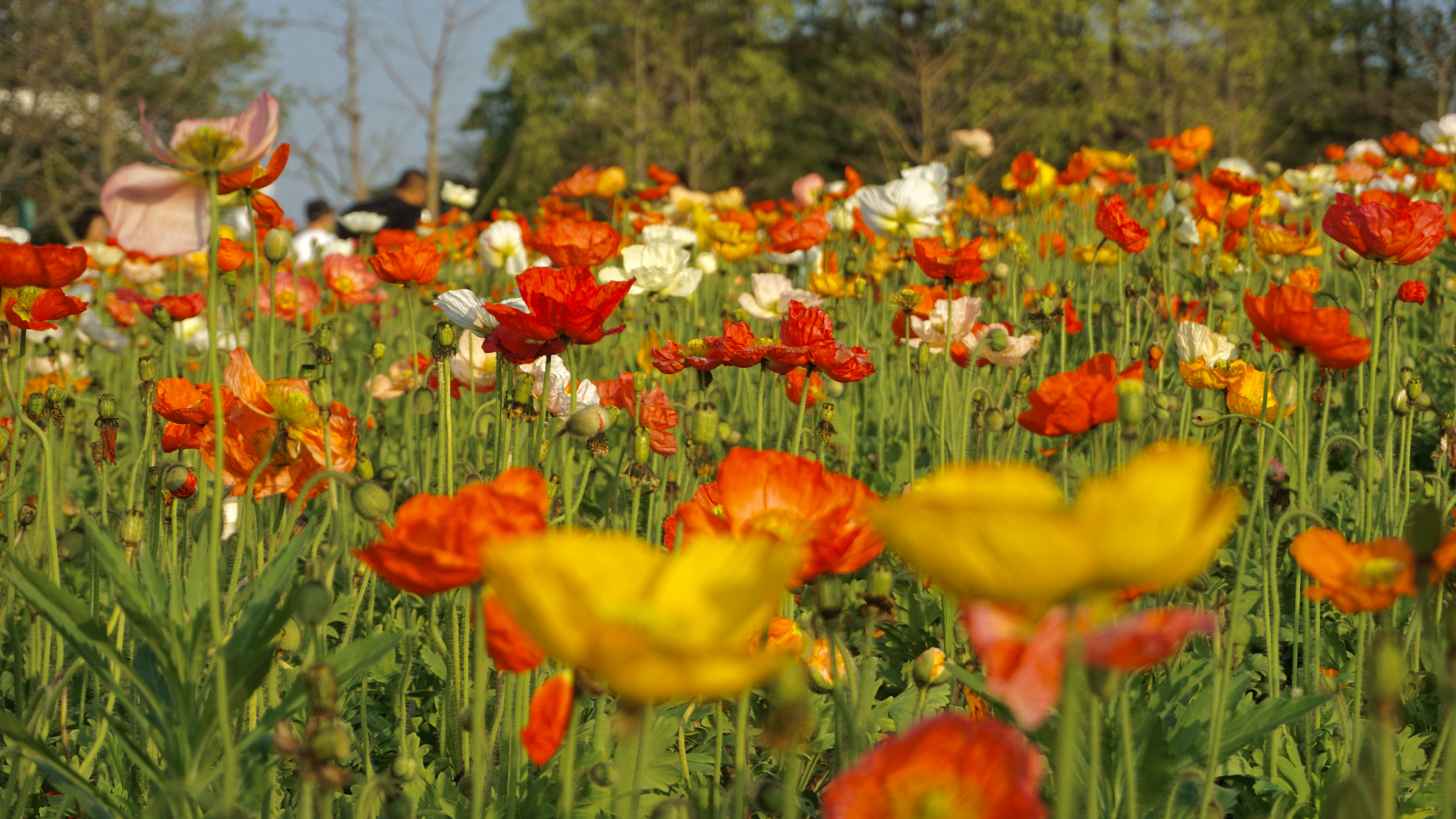 Photo by cindyhwang2020