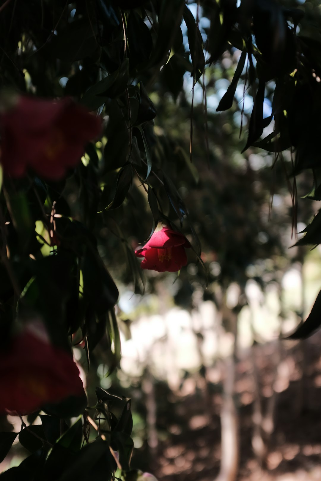 red flower in tilt shift lens