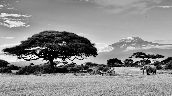 An acacia with the snow-capped mountain behind — Amboseli, Kenya