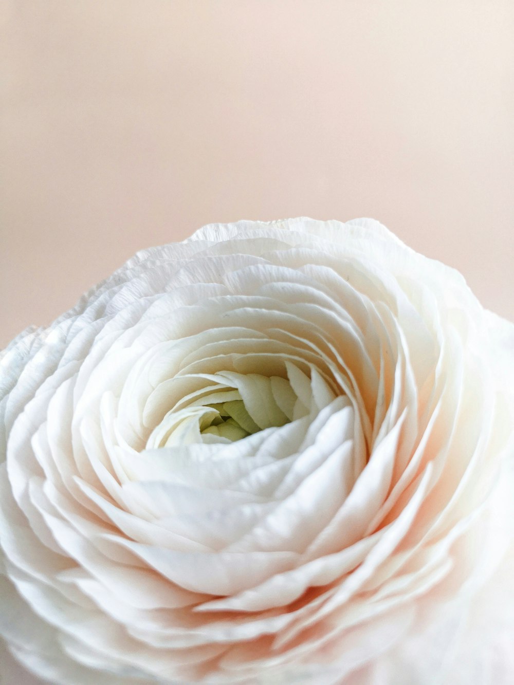 클로즈업 사진의 흰 장미