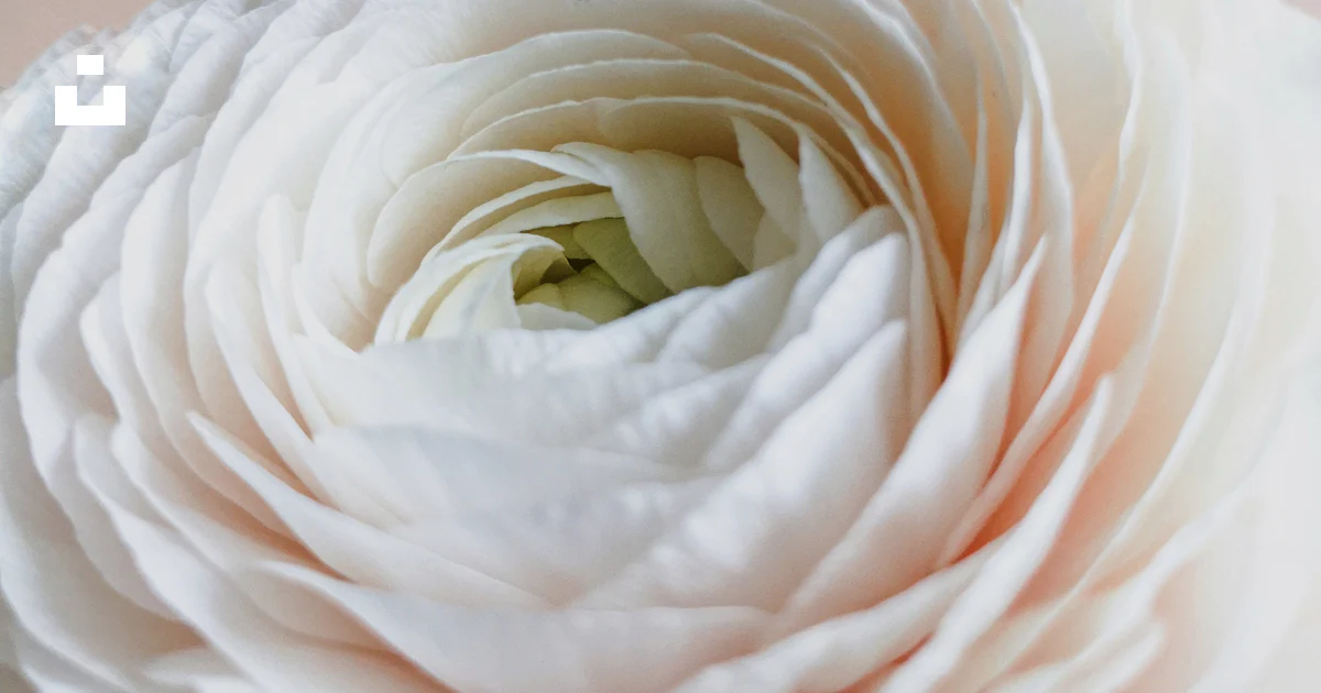 Countdown Rose White rose in close up photography photo – Free Flower Image on Unsplash