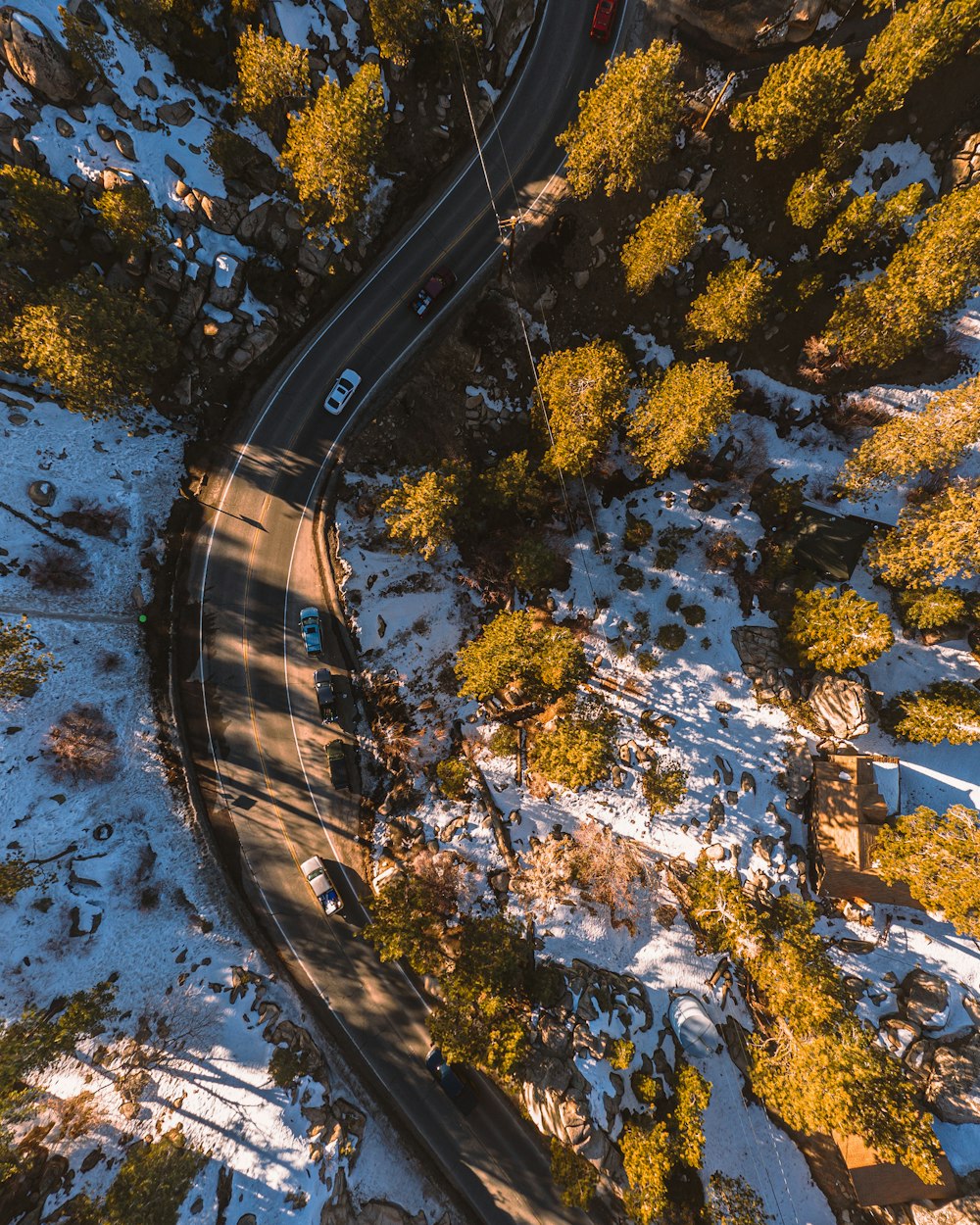 aerial view of trees and road