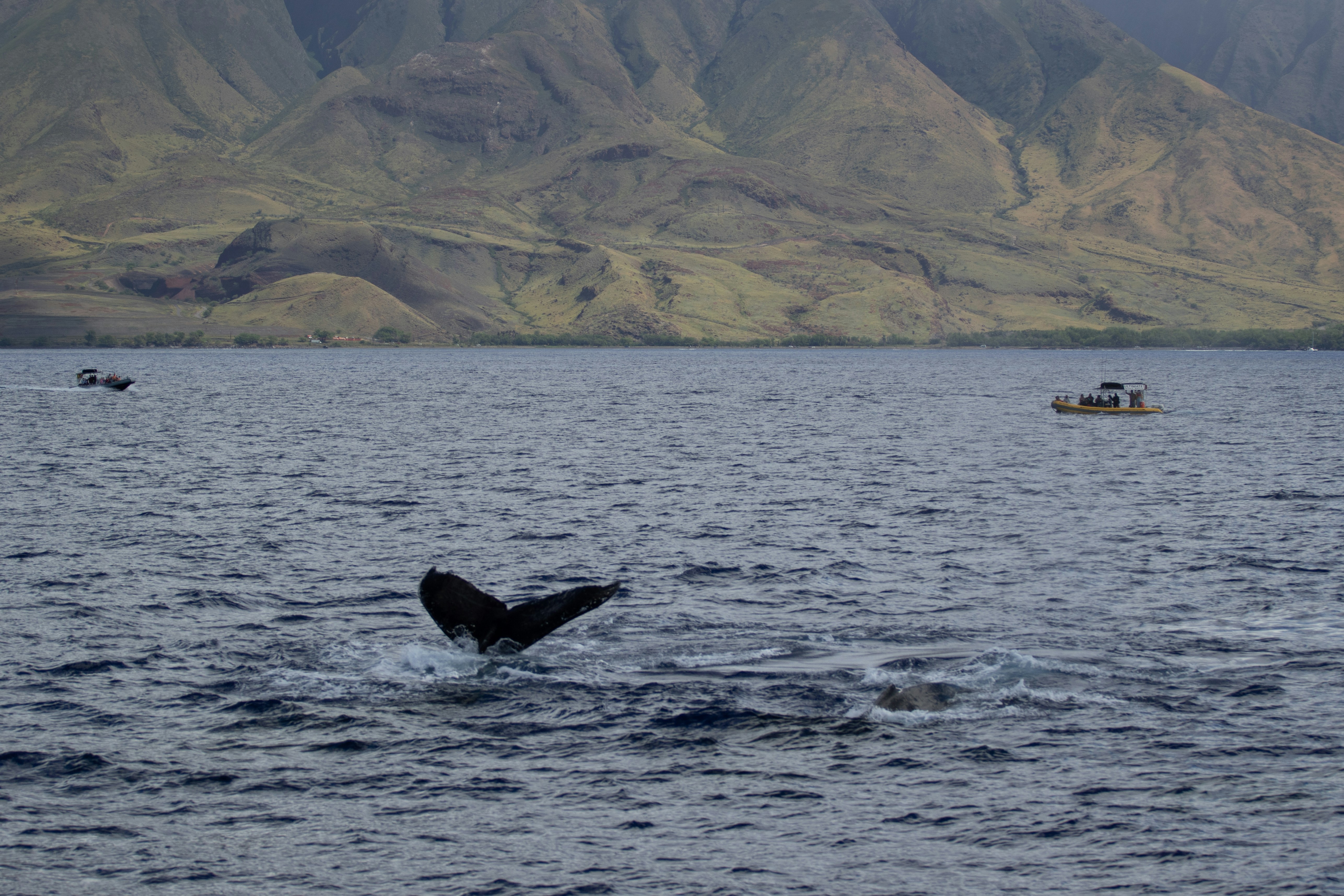 Curious humpback whale approaching a Maui Snorkel Charters eco-raft - lahaina raft whale watching