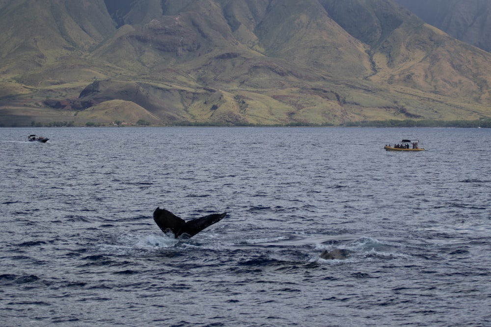 baleia preta no mar azul durante o dia
