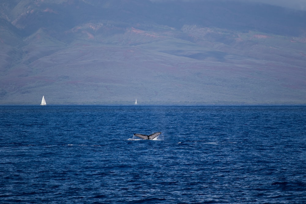 barca bianca sul mare durante il giorno