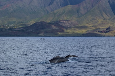 A scenic view of a boat on the ocean with whales breaching in the background.