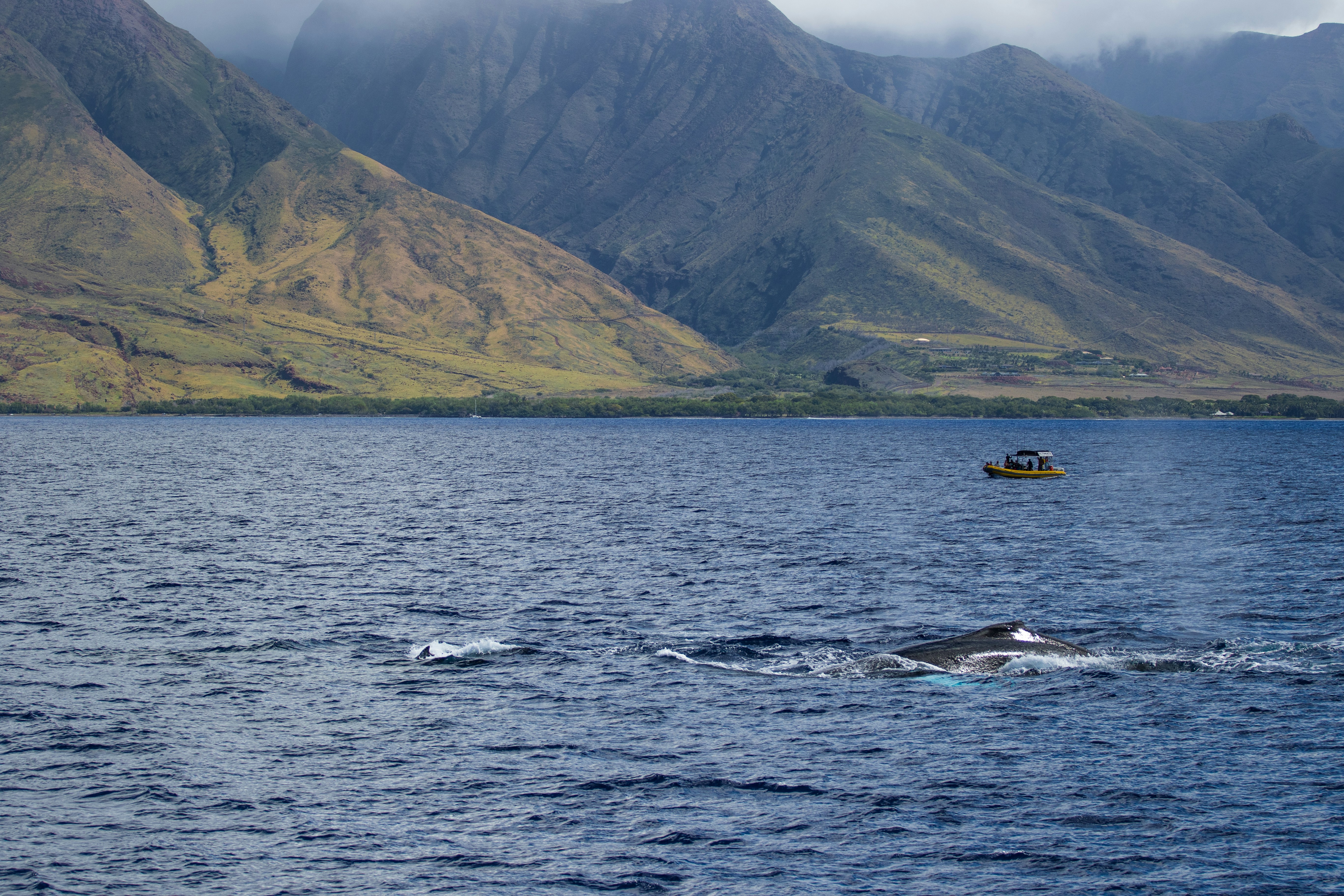 A pod of whales breaching in Hawaii's blue waters