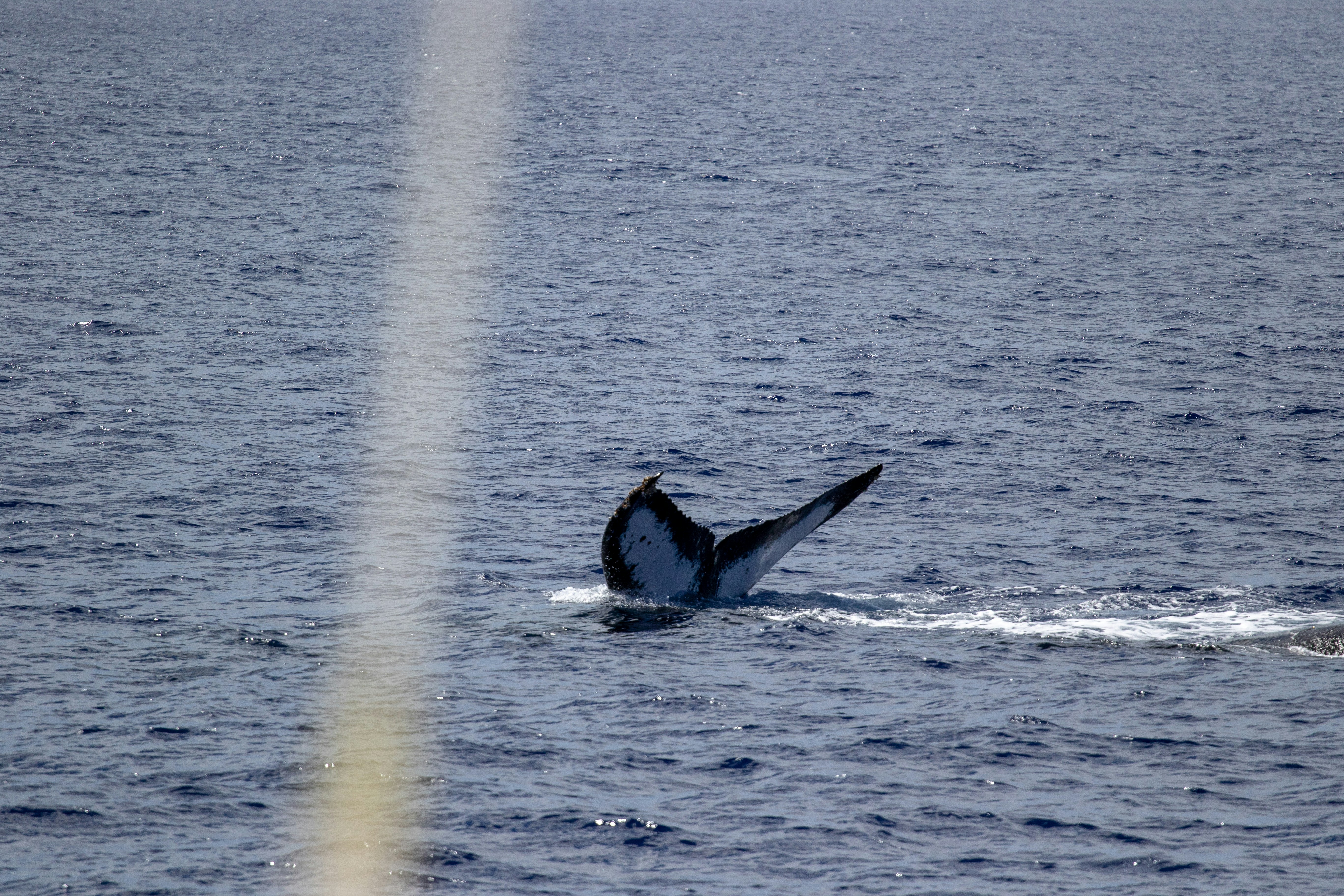 Humpback whale swimming in the deep blue ocean, South Pacific